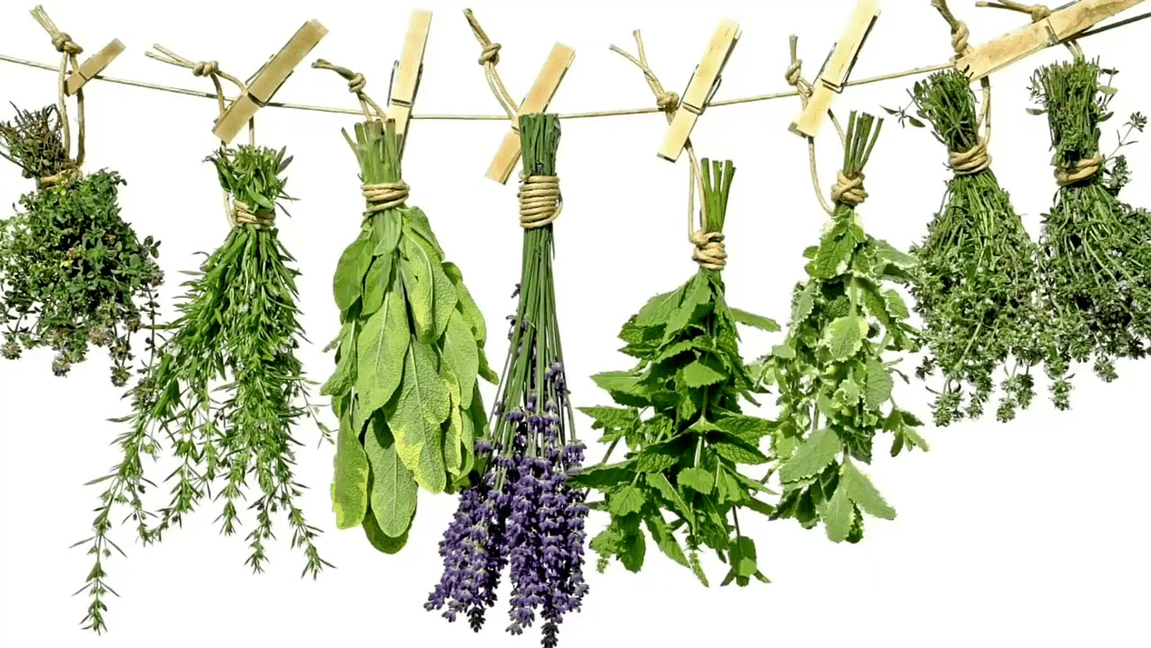 folk herbs in the treatment of prostatitis