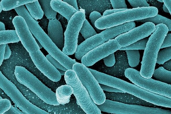 bacteria causing infectious prostatitis