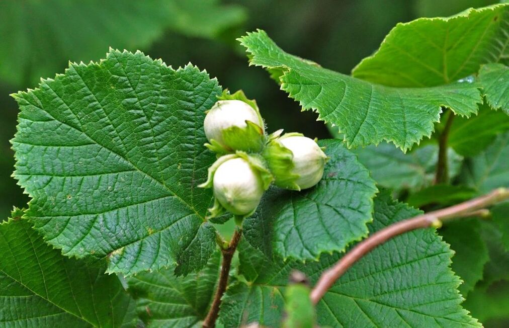 hazel for the treatment of prostatitis