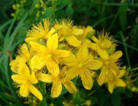 St. John's wort