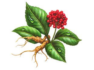 Ginseng - a folk remedy for prostatitis